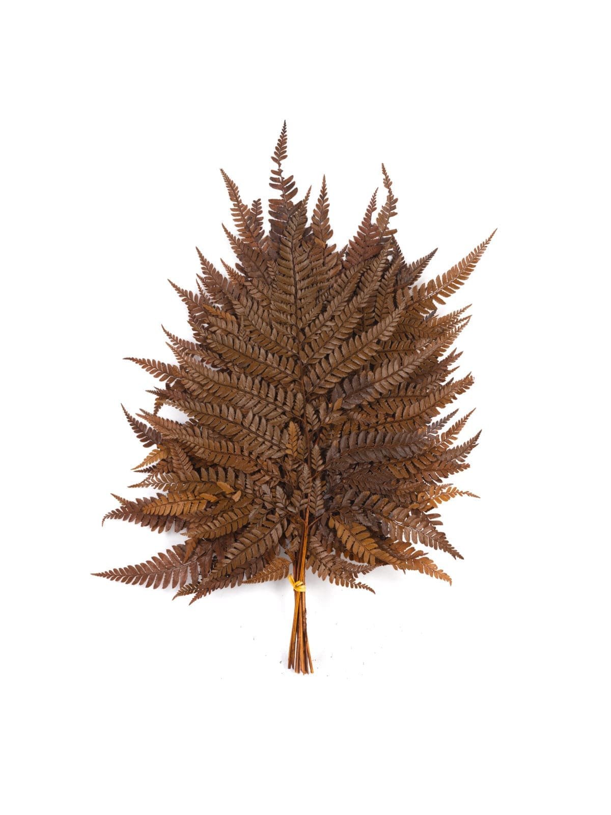 Fern Rumohra Autumn NI - Image 1