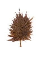 Fern Rumohra Autumn NI