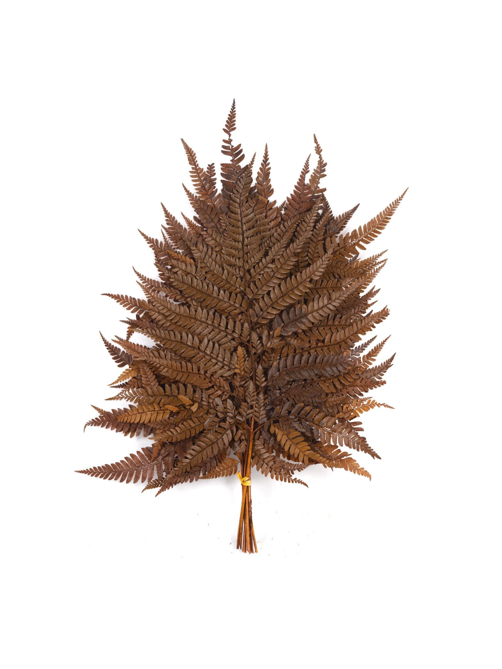 Fern Rumohra Autumn NI Bunch Fern Rumohra Autumn NI - Image 1