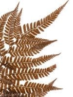 Fern Rumohra Autumn NI - Image 4