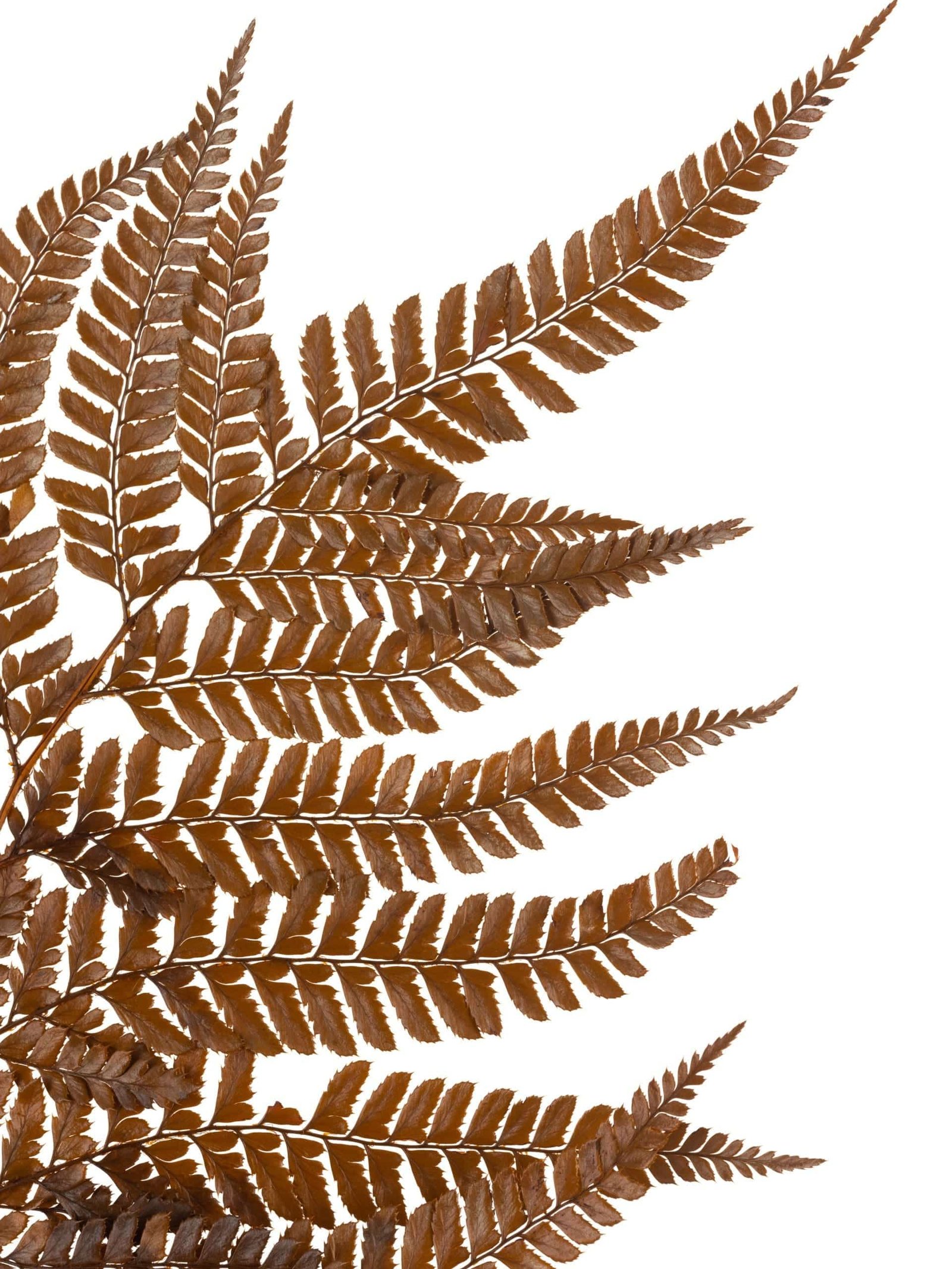 Fern Rumohra Autumn NI Close Up Fern Rumohra Autumn NI - Image 4