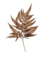 Fern Rumohra Autumn NI - Image 3