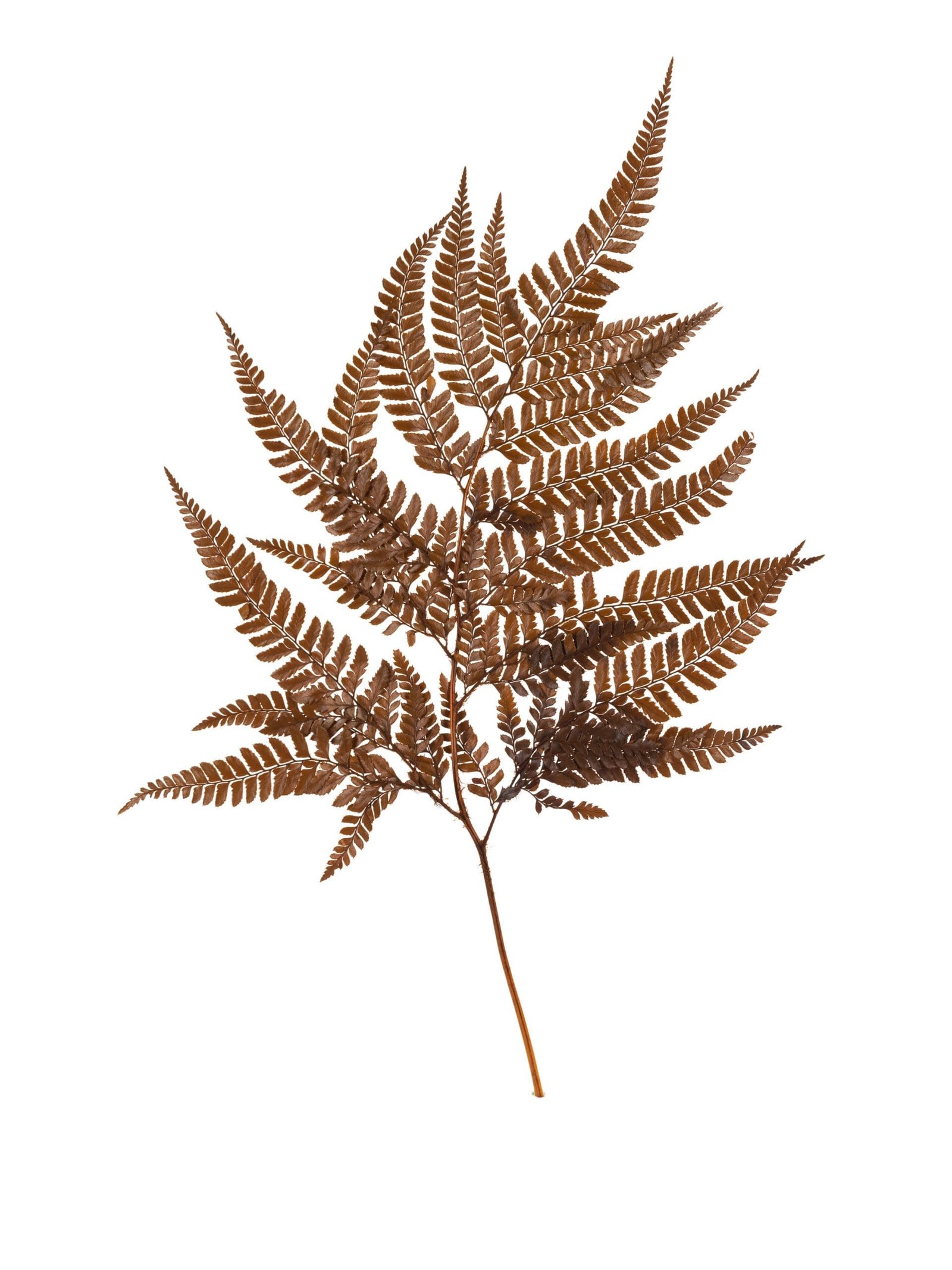 Fern Rumohra Autumn NI Stem Fern Rumohra Autumn NI - Image 3