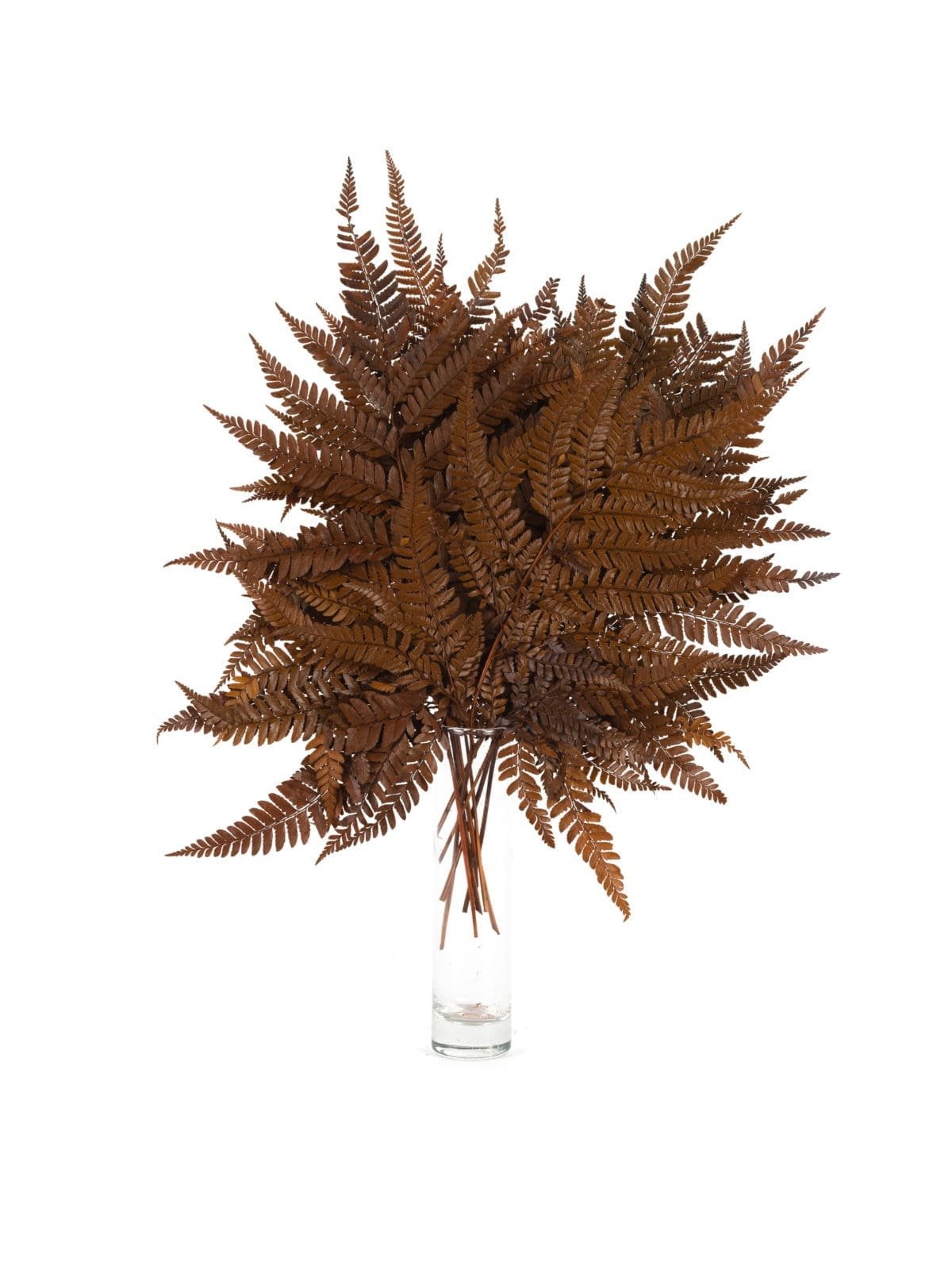 Fern Rumohra Autumn NI - Image 2