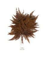 Fern Rumohra Autumn NI - Image 2