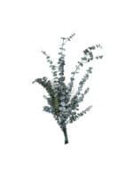 Eucalyptus Baby Gunny Green RU