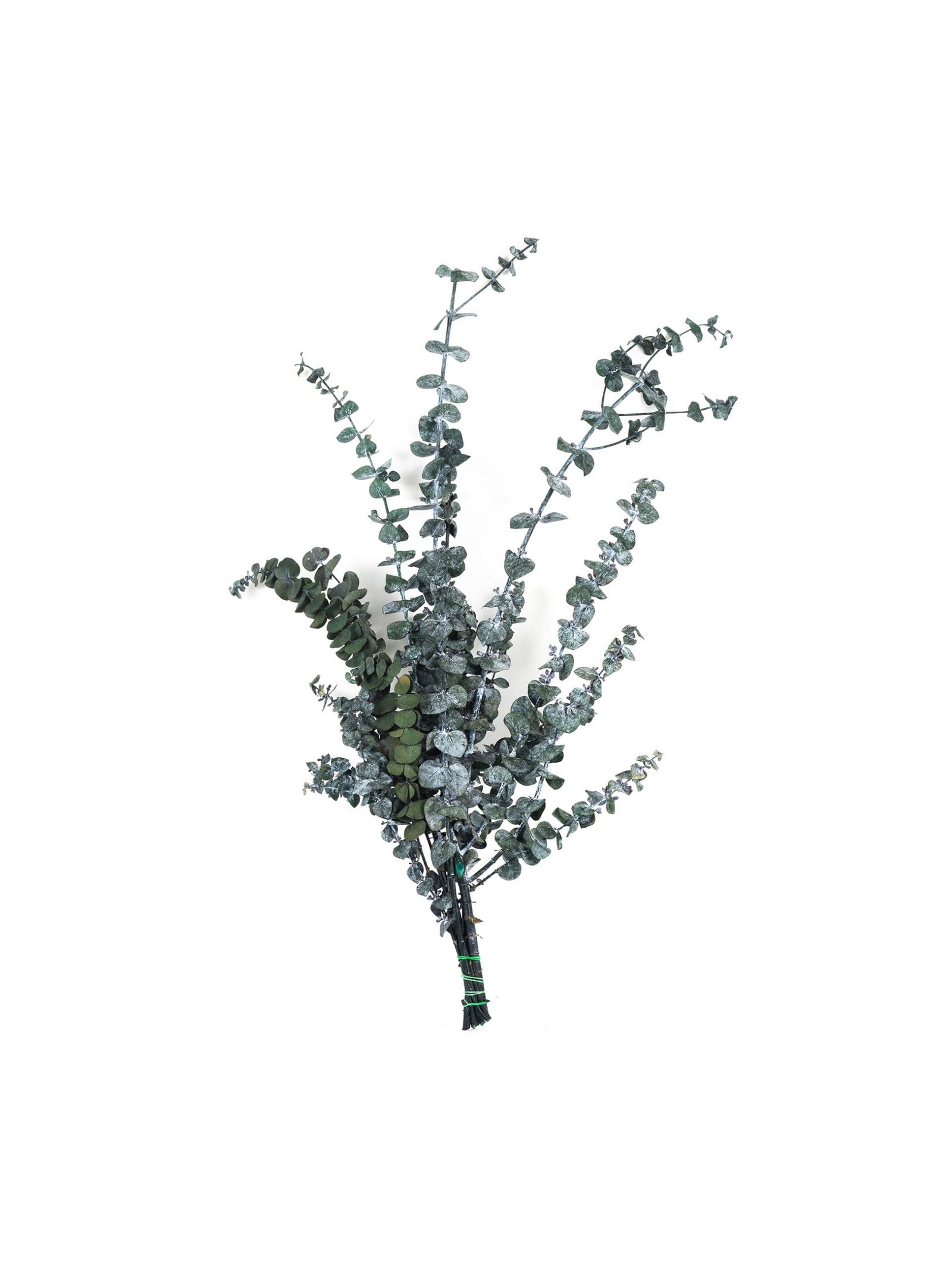 Eucalyptus20Baby20Green20RU20Bunch-scaled-1.jpg Eucalyptus Baby Gunny Green RU - Image 1
