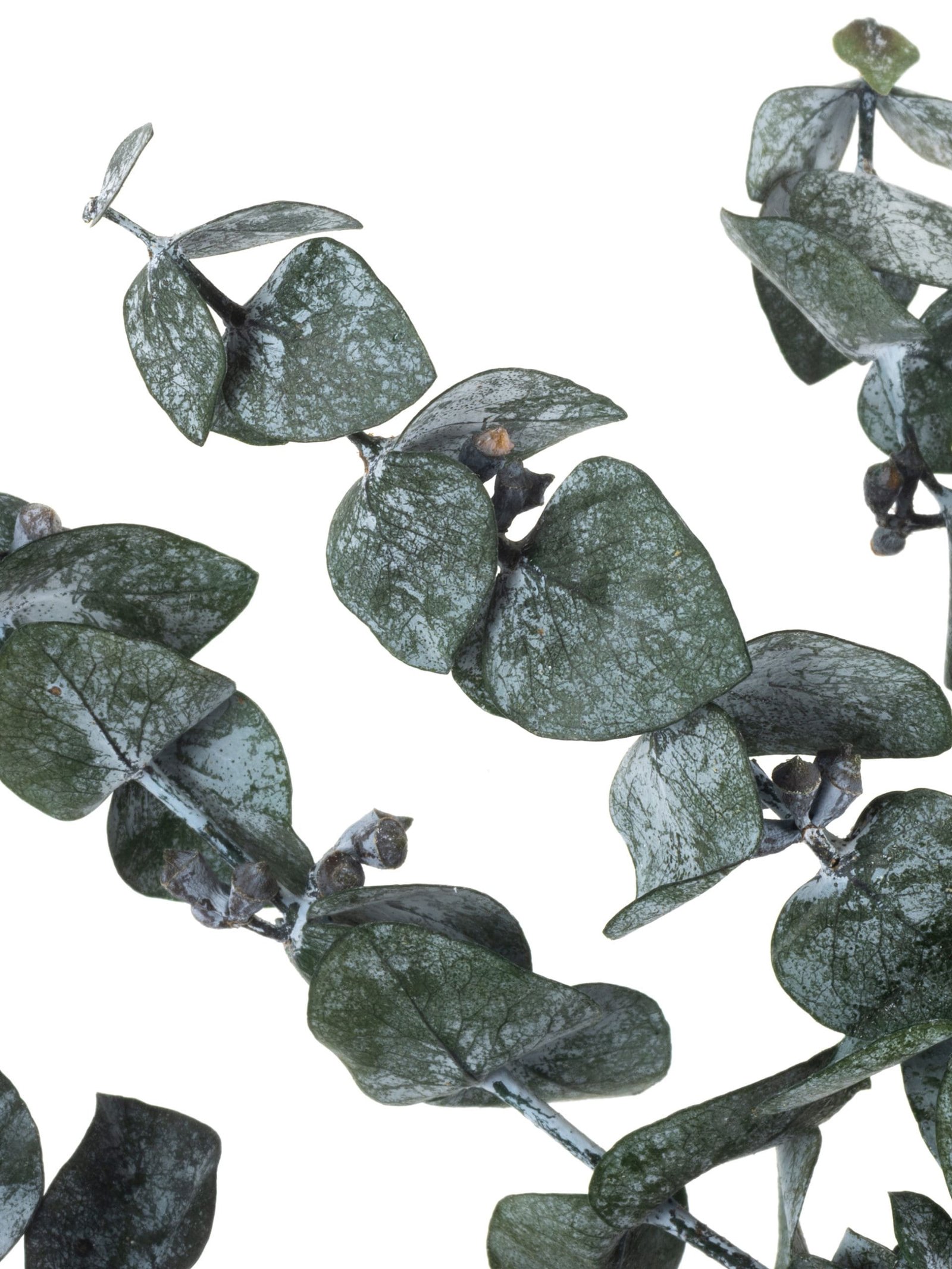 Eucalyptus20Baby20Green20RU20Close20Up201-scaled-1.jpg Eucalyptus Baby Gunny Green RU - Image 2