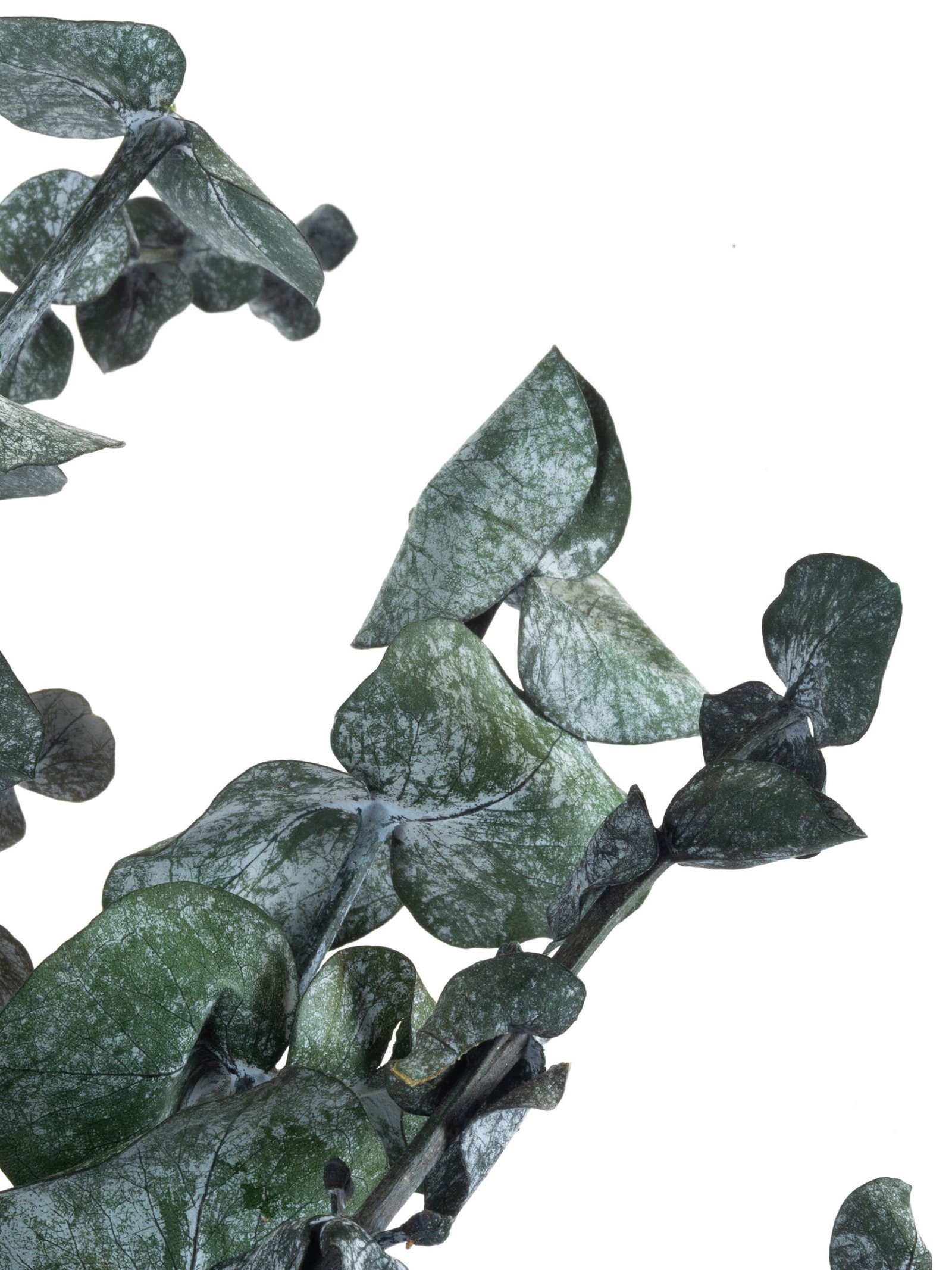 Eucalyptus20Baby20Green20RU20Close20Up202-scaled-1.jpg Eucalyptus Baby Gunny Green RU - Image 3