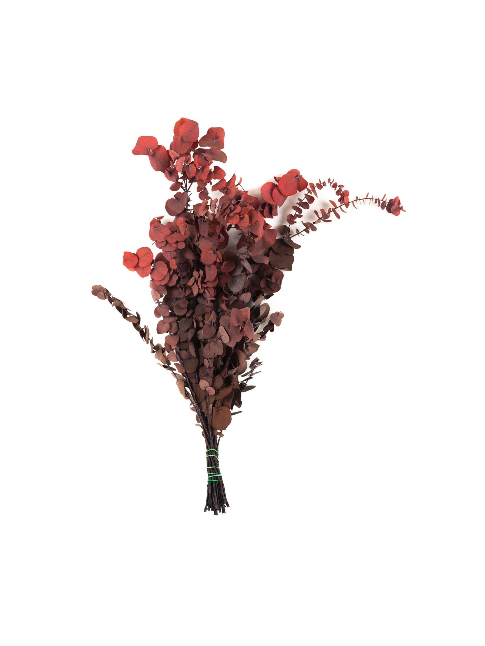 Eucalyptus20Stewartiana20Red20RU20Bunch-scaled-1.jpg Eucalyptus Stewartiana Red RU - Image 1