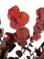 Eucalyptus Stewartiana Red RU - Image 2