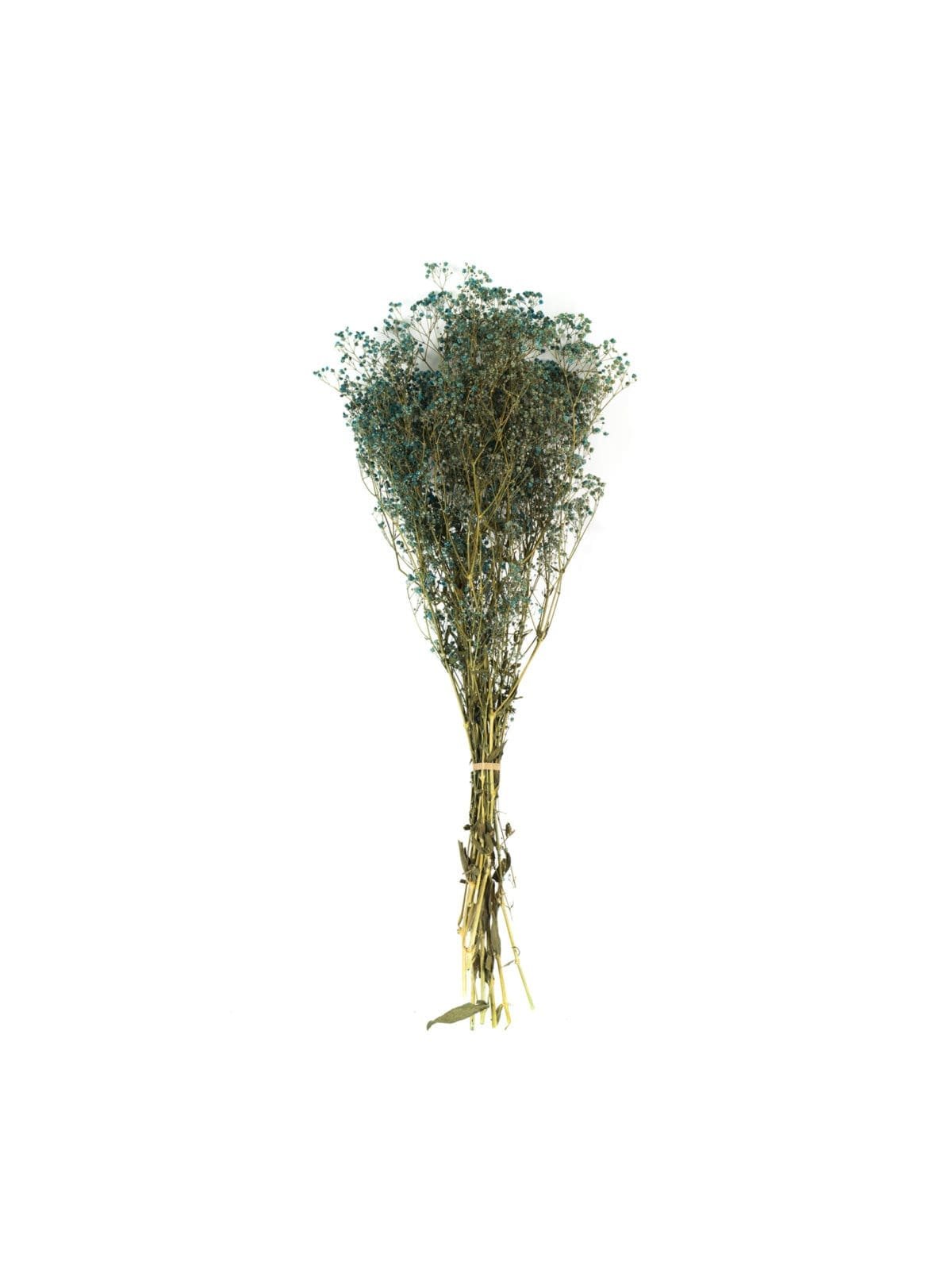 Gypsophilla Blue NI - Image 1