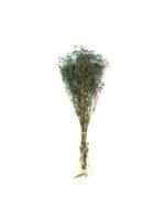 Gypsophilla Blue NI