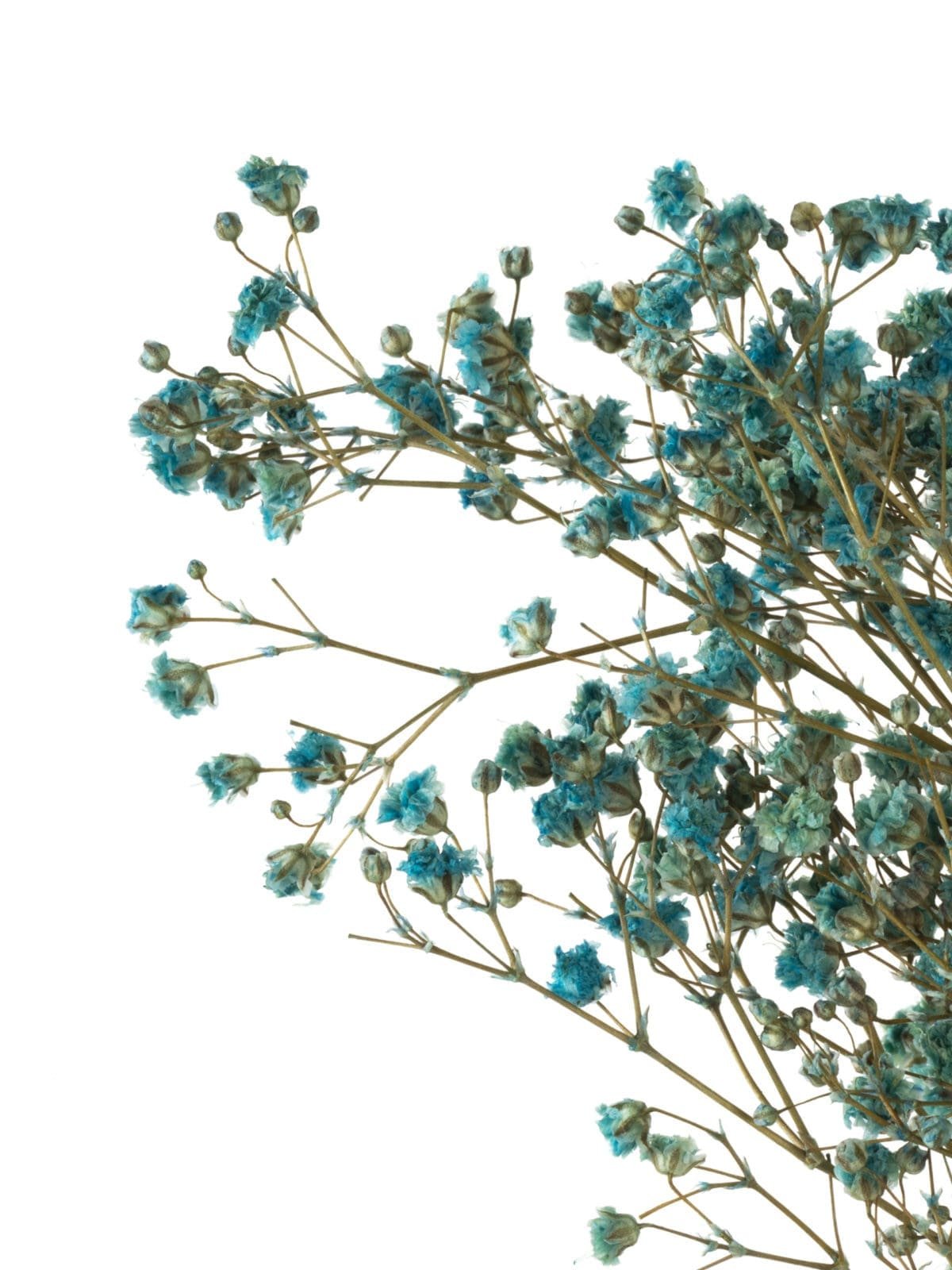 Gypsophilla Blue NI - Image 2