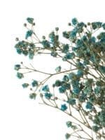 Gypsophilla Blue NI - Image 2