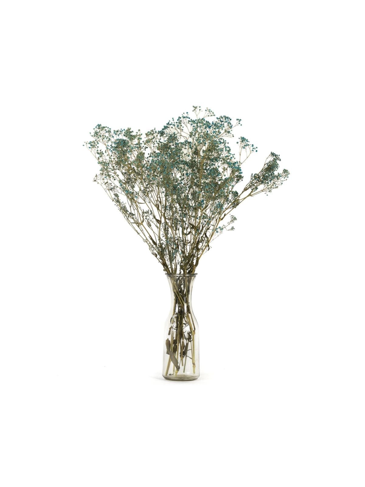 Gypsophilla Blue NI - Image 3