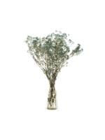 Gypsophilla Blue NI - Image 3