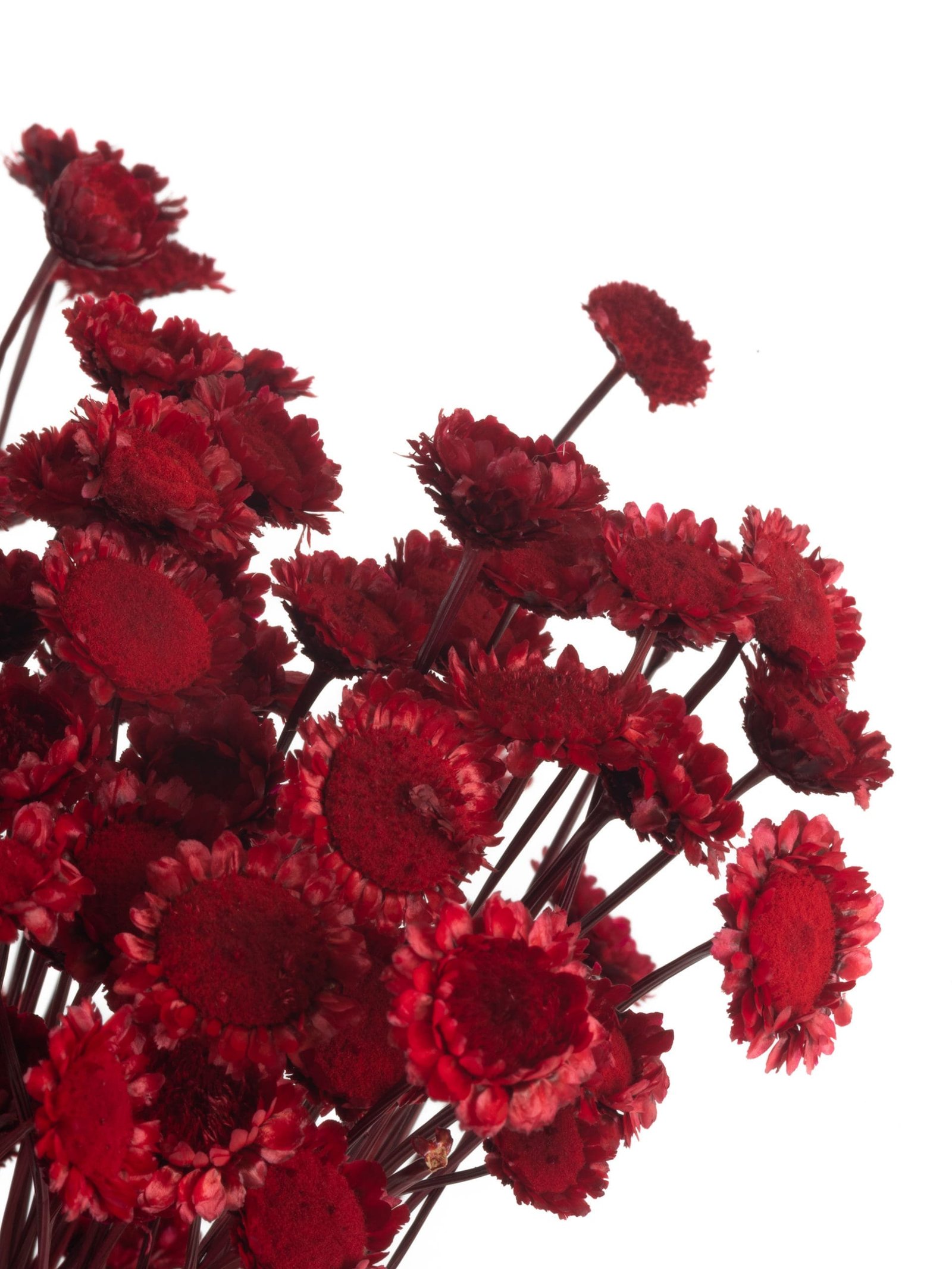 Margaret20Red20NI20Close20Up-scaled-1.jpg Margaret Red NI - Image 2
