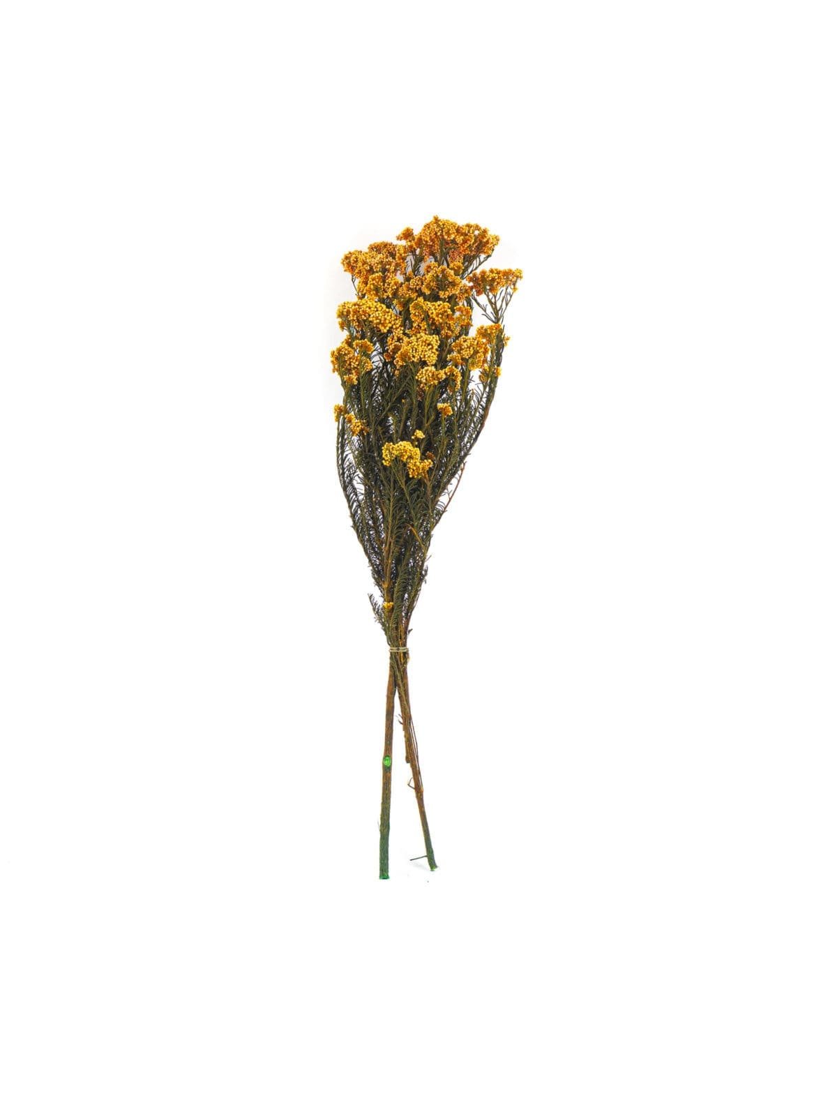 Rice Flower Orange NI - Image 1