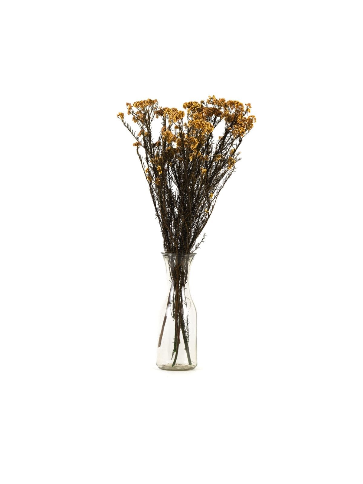 Rice Flower Orange NI - Image 3