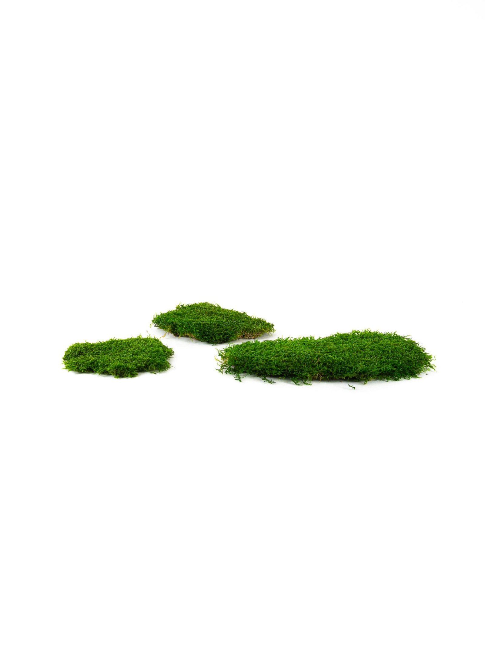 Sheet20Moss20Dark20Green20IS20Bunch201-scaled-1.jpg Sheet Moss Medium IS (8 lbs MB) - Image 2