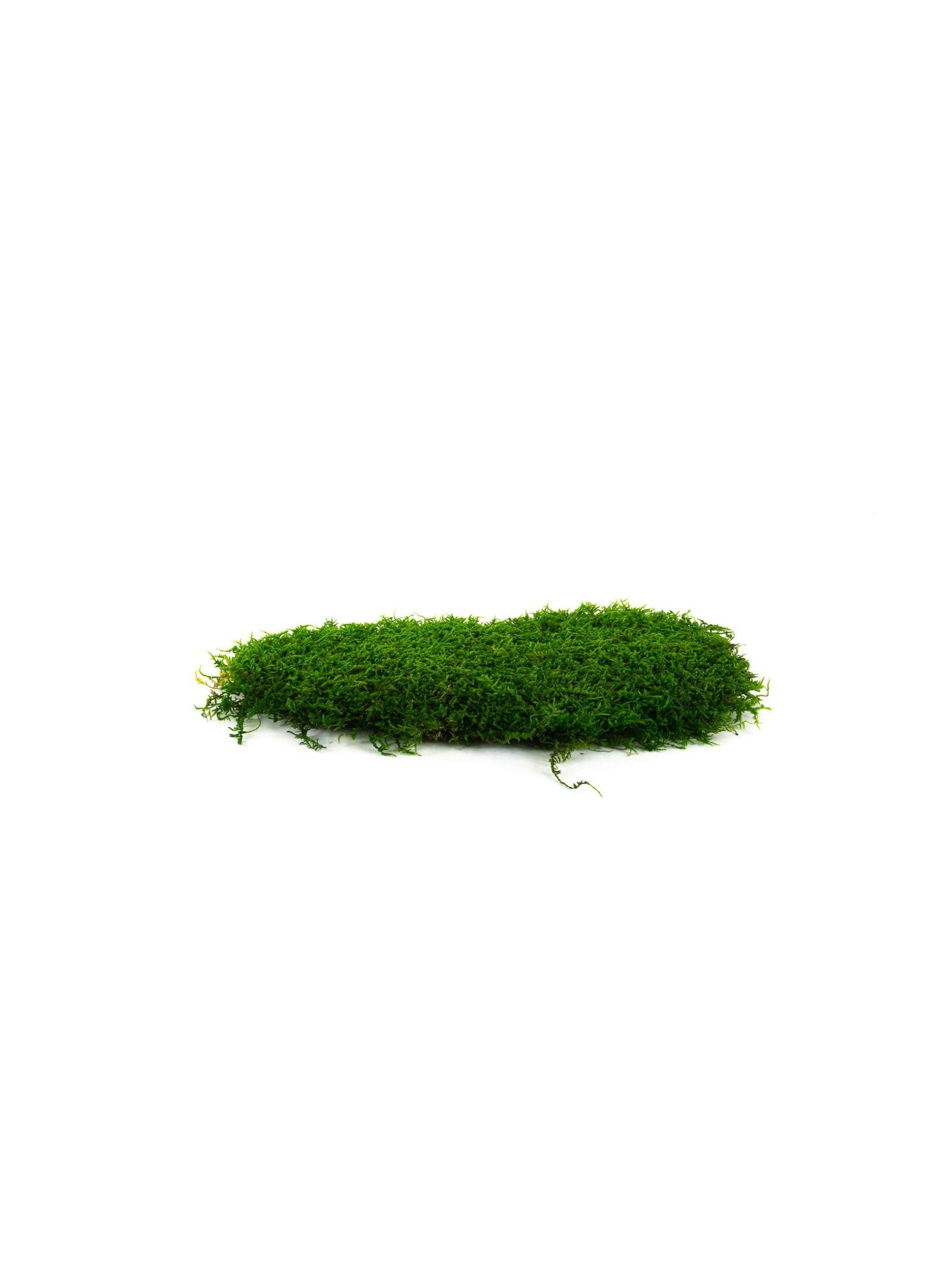 Sheet20Moss20Dark20Green20IS20Bunch202-scaled-1.jpg Sheet Moss Medium IS (8 lbs MB) - Image 1