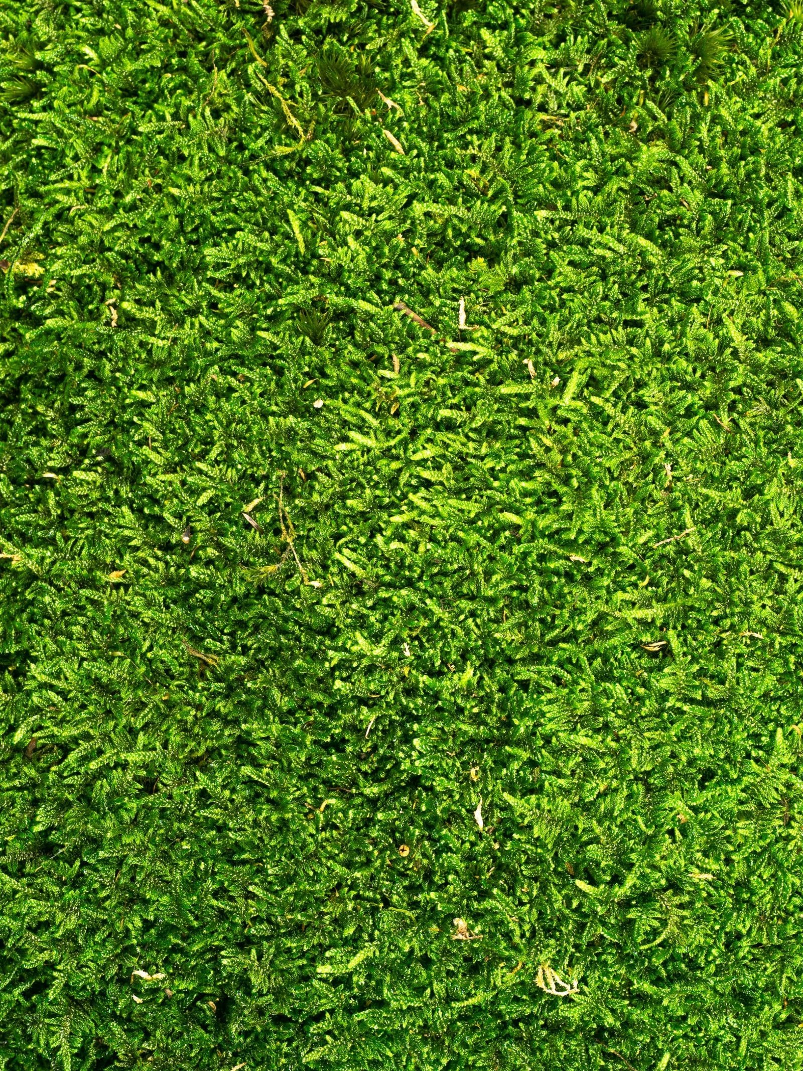 Sheet20Moss20Dark20Green20IS20Close20Up-scaled-1.jpg Sheet Moss Medium IS (8 lbs MB) - Image 3