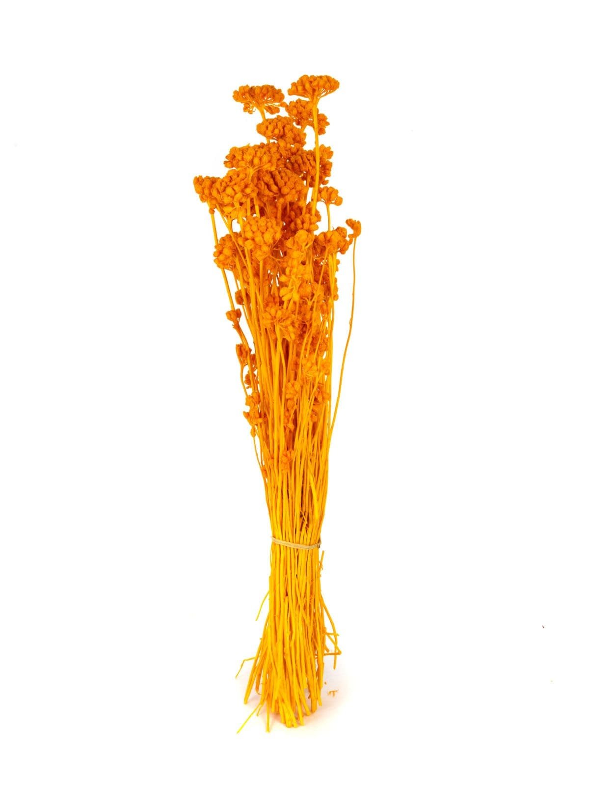 Lonas Orange NI - Image 1