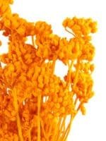 Lonas Orange NI - Image 3