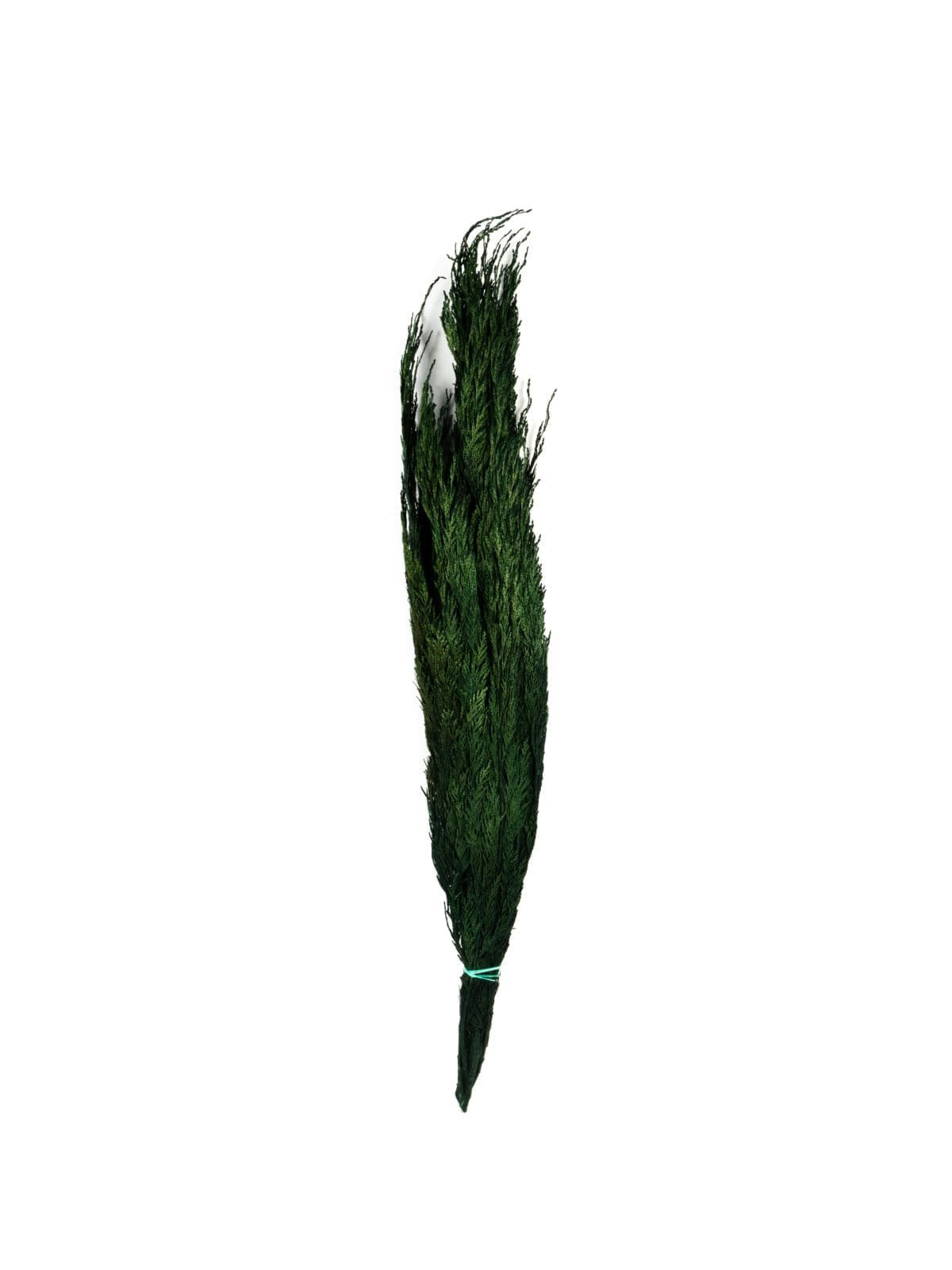 Thuja NI - Image 1