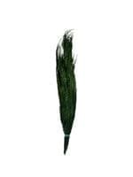 Thuja NI