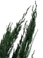 Thuja NI - Image 3