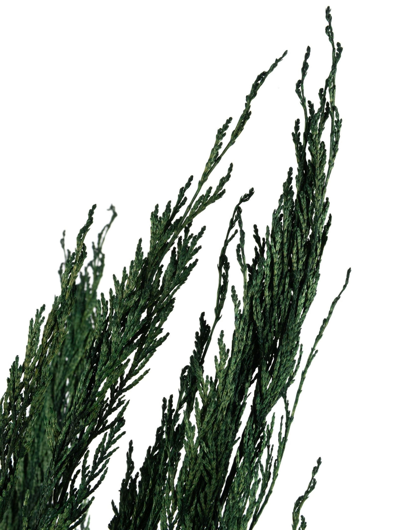 Thuja20Green20NI20Close20Up.jpg Thuja NI - Image 3