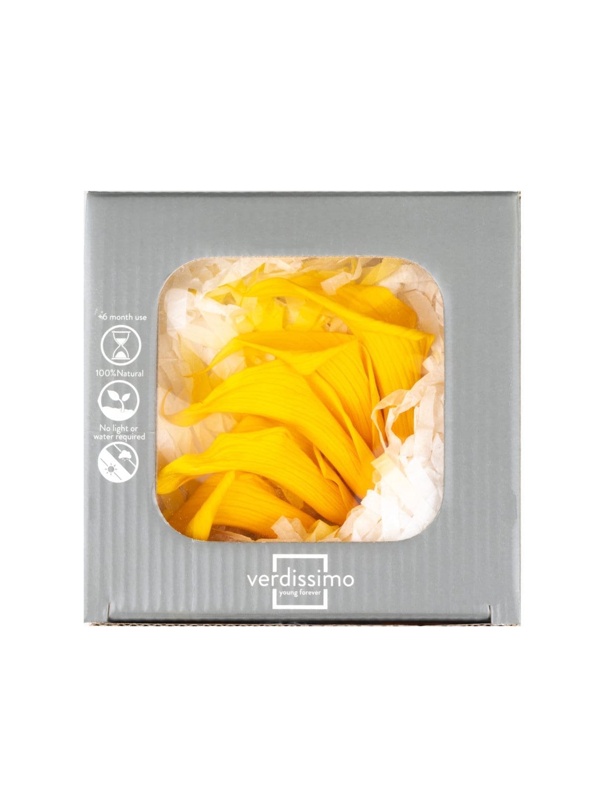 Mini Callas Yellow - Image 4