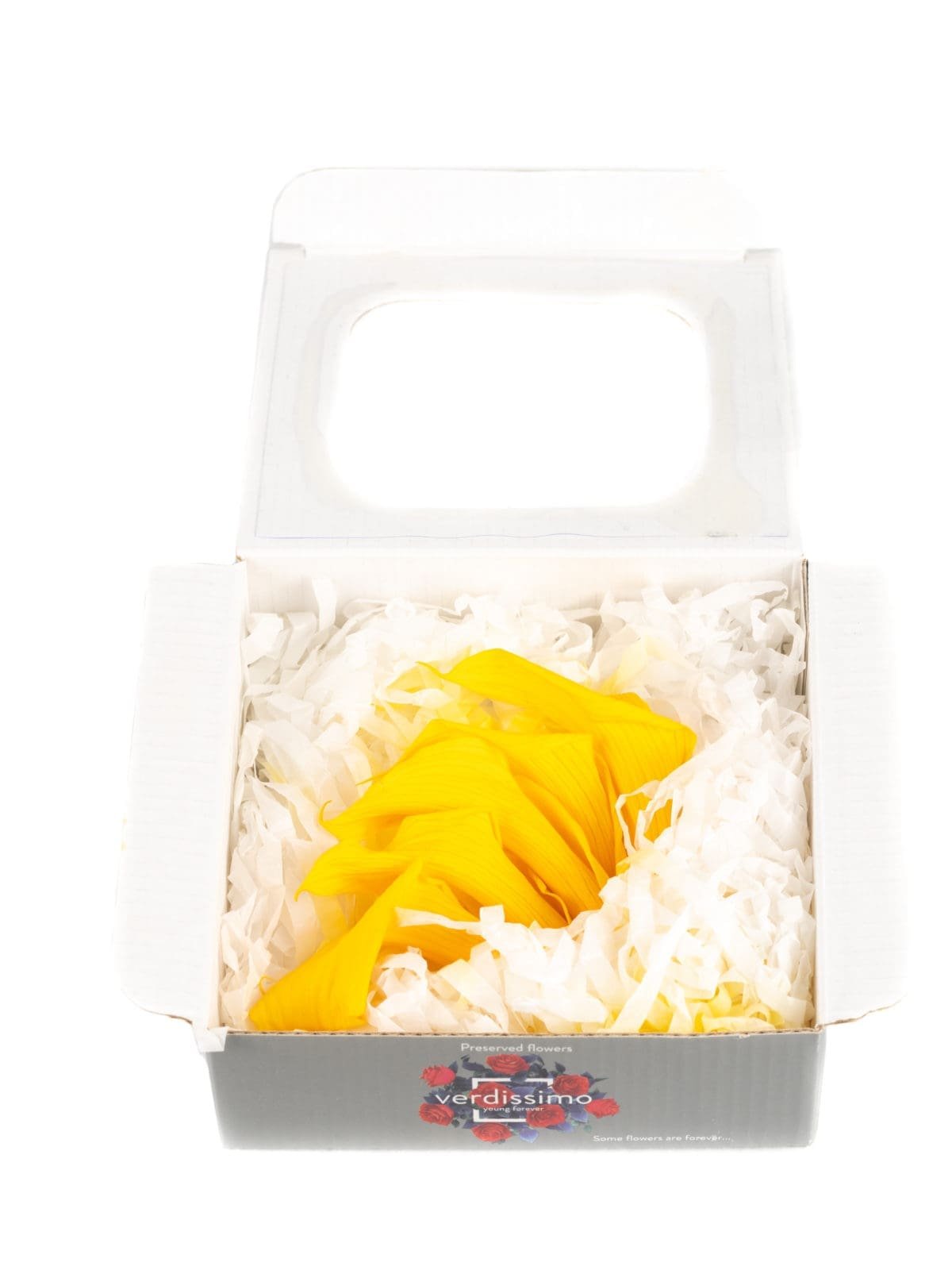 Mini Callas Yellow - Image 3