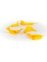 Mini Callas Yellow
