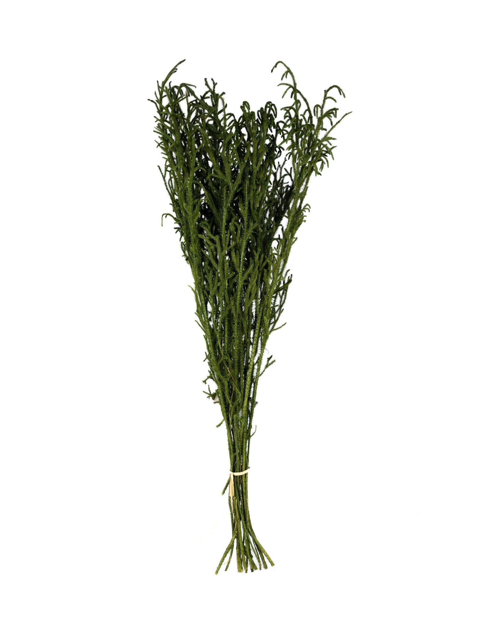 Lycopodium20Vine20Short20NI20-20Bunch.jpg Lycopodium Vine Short NI - Image 1