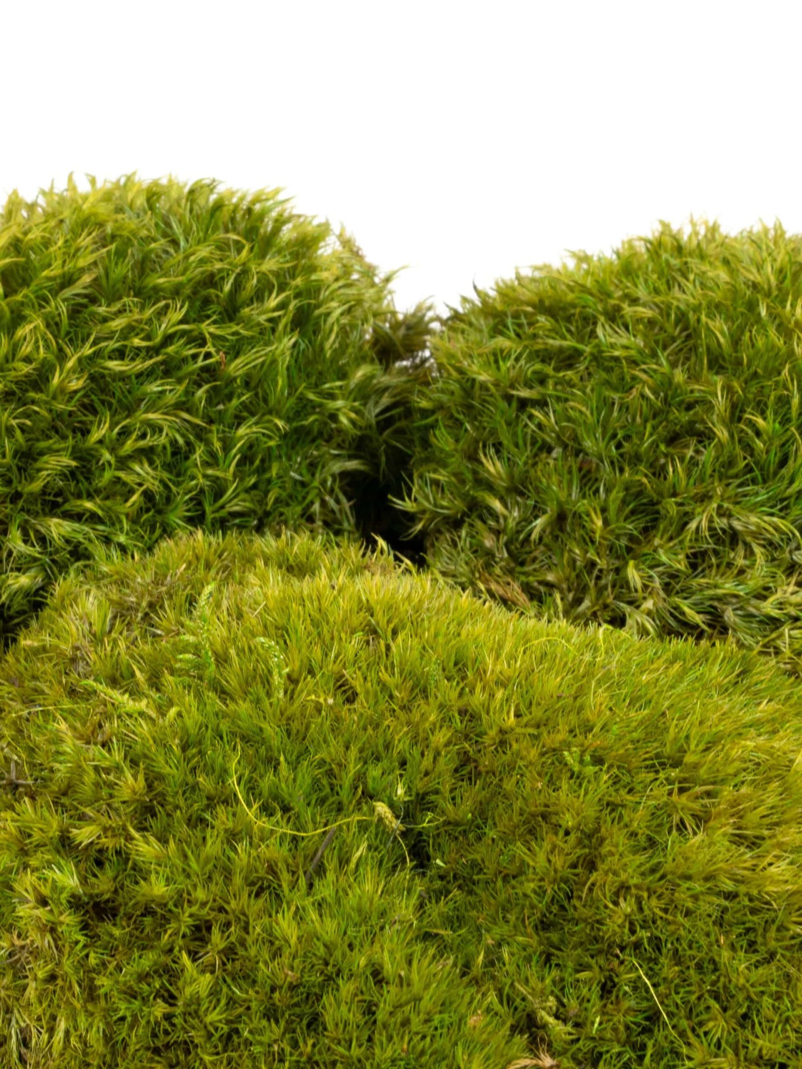 Mood20Moss20Light20CA20-20Close20Up.jpg Mood Moss Light CA (8 lbs MB) - Image 2