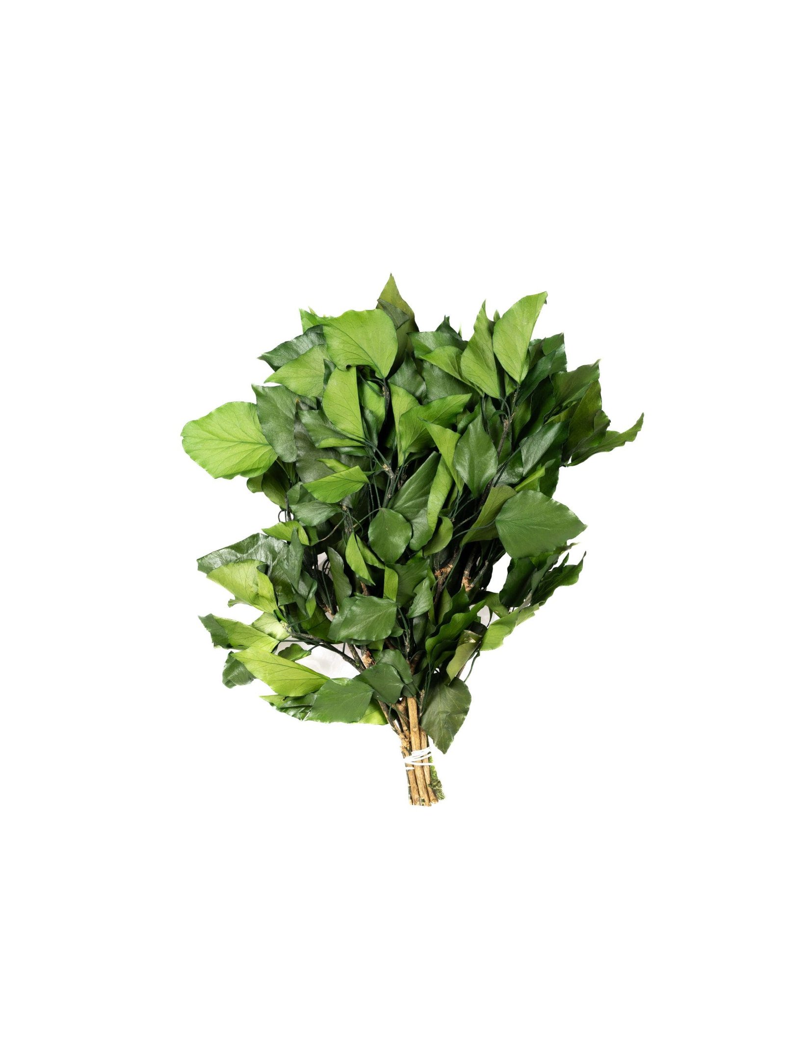 Ivy20Without20Fruits20Green20NI20-20Bunch.jpg Ivy Without Fruits Green VM - Image 1