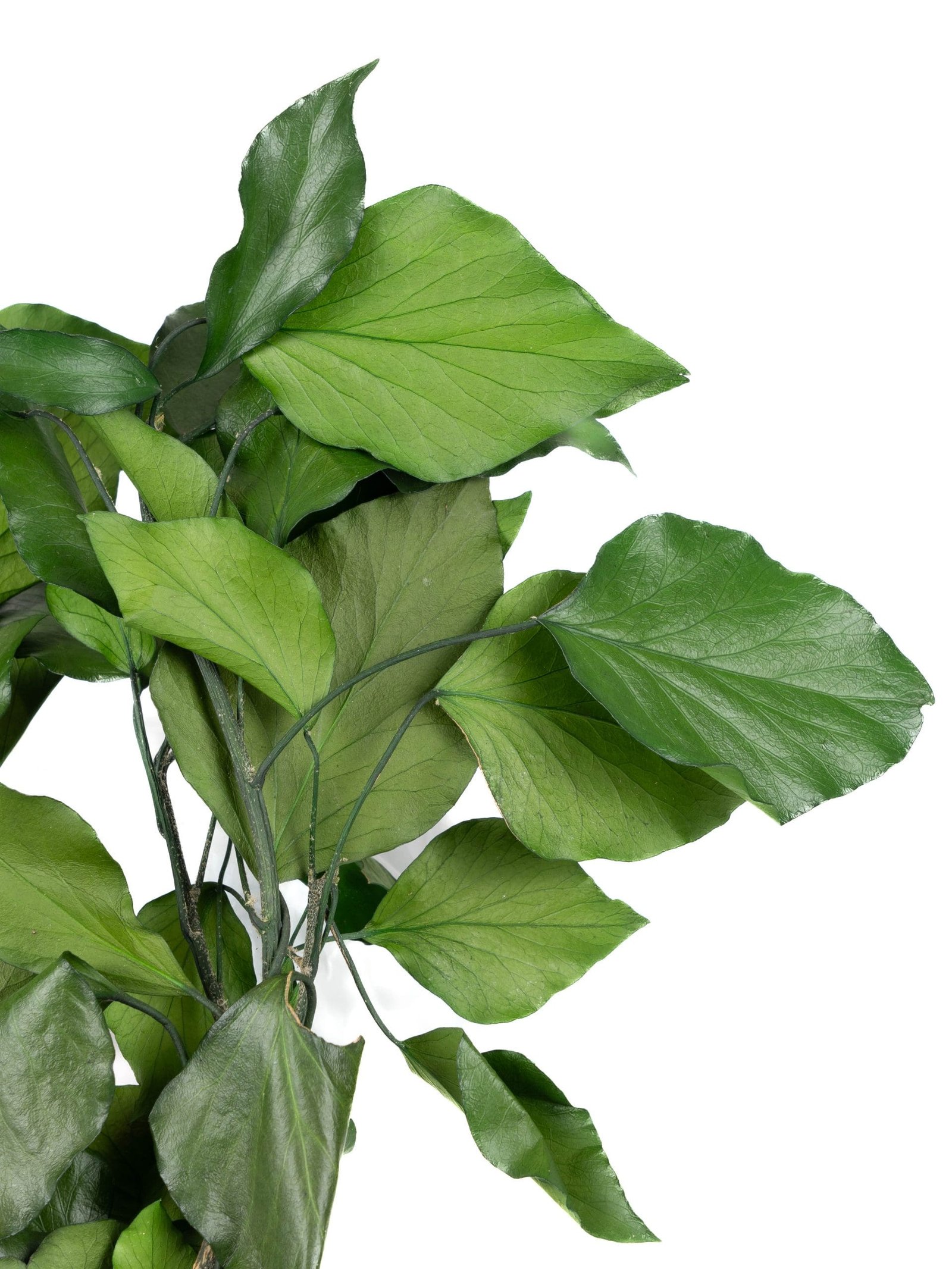 Ivy20Without20Fruits20Green20NI20-20Close20Up.jpg Ivy Without Fruits Green VM - Image 3
