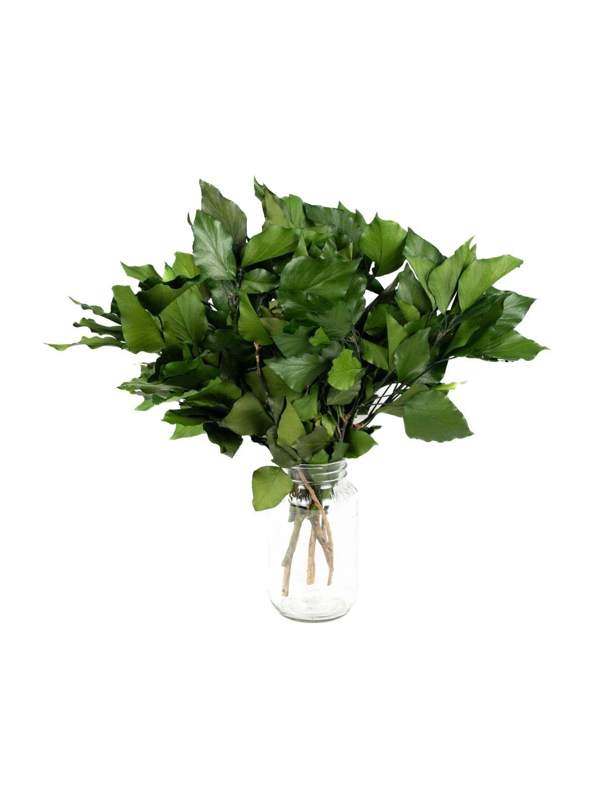 Ivy Without Fruits Green VM - Image 2