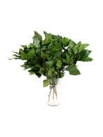 Ivy Without Fruits Green VM - Image 2