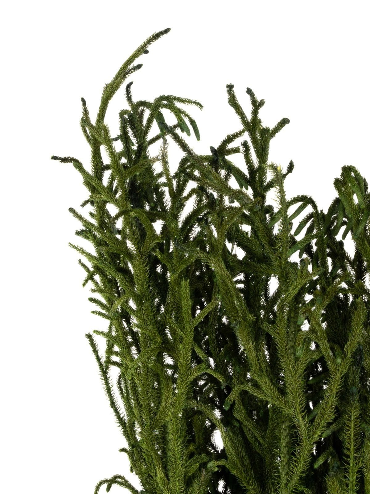 Lycopodium Vine Short NI - Image 3