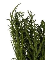 Lycopodium Vine Short NI - Image 3