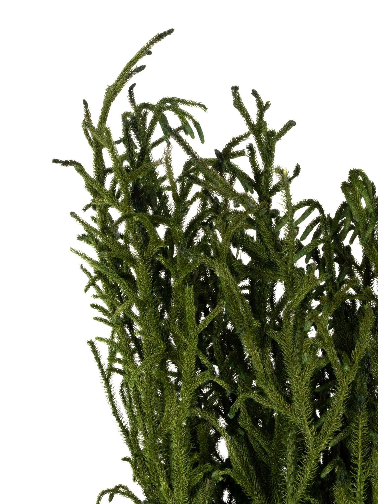 Lycopodium20Vine20Short20NI20-20Close20Up.jpg Lycopodium Vine Short NI - Image 3
