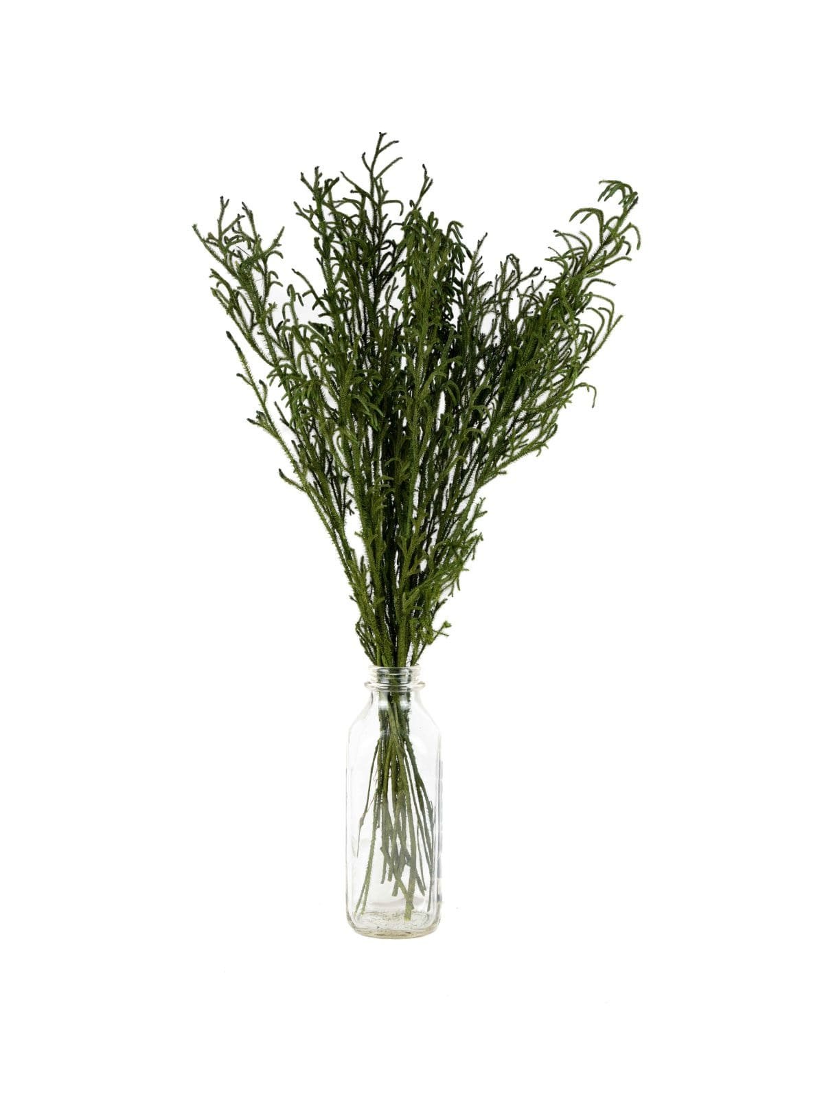 Lycopodium Vine Short NI - Image 2