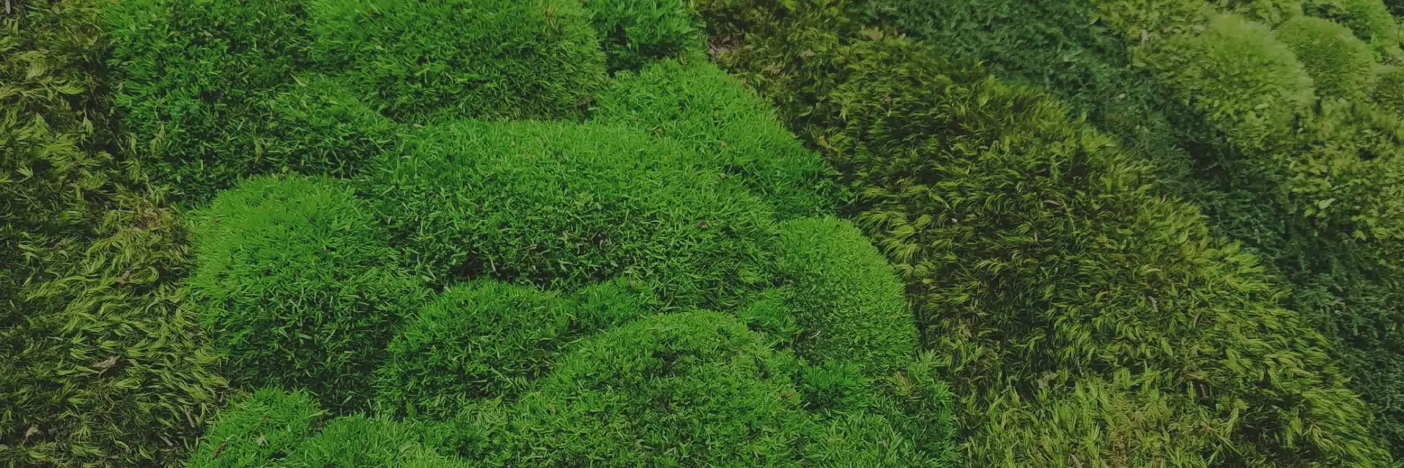 Header Moss
